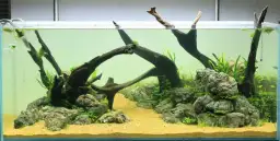 Jakie rośliny na korzeń do akwarium? Oto łatwe w pielęgnacji opcje