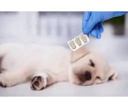 Cena odrobaczenia szczeniaka: Ile zapłacisz i dlaczego to ważne?