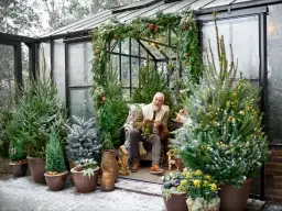 Jak długo wytrzyma choinka w doniczce? Kluczowe czynniki trwałości