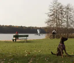 Najlepsze jeziora w Poznaniu na spacer z psem: 5 miejsc dla twojego pupila