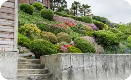 Jakie rośliny na skarpę przy tarasie? Sprawdź najlepsze opcje i uniknij błędów!