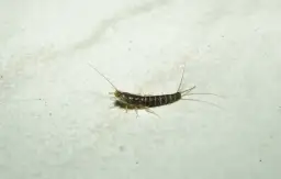 Rybiki cukrowe z łazienki: Jak pozbyć się ich na zawsze?