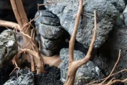 Gdzie znaleźć kamienie do akwarium, aby uniknąć niebezpieczeństw dla ryb