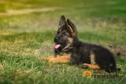 Ile kosztuje owczarek niemiecki? Poznaj realne koszty i pułapki!