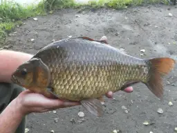 Najlepsza przynęta na karasia? Sprawdź top 5 i sekrety!