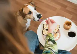 Orzechy włoskie dla psa? Weterynarz ostrzega: to musisz wiedzieć!