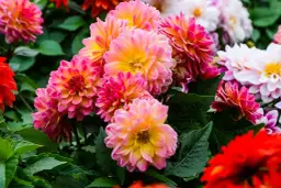 Kiedy sadzić dalie do donic – uniknij błędów i ciesz się kwiatami