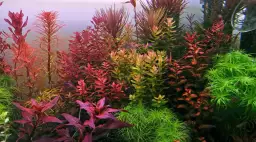 Dlaczego czerwone światło w akwarium jest tak ważne dla roślin i ryb?