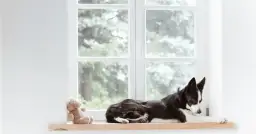 Jak wyciszyć szczeniaka? Skuteczne metody i rutyna dla spokojnego psa