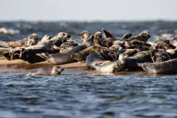 Czy w Bałtyku są foki? Odkryj tajemnice tych wyjątkowych zwierząt