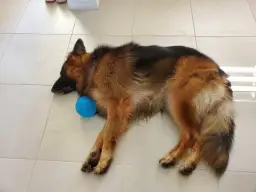 Ile waży suka owczarka niemieckiego? Klucz do zdrowia i idealnej wagi