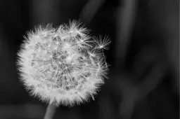 Jak wybrać idealny prezent dla osoby w żałobie, by pocieszyć?