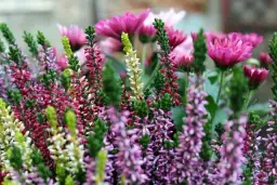 Wrzosy: Kiedy kwitną i jak sprawić, by zachwycały kolorem?