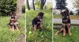 Kiedy owczarek niemiecki przestaje rosnąć? Pełny przewodnik!