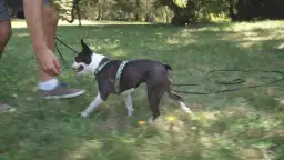 Szkolenie dorosłego psa: Czy to możliwe? Praktyczny poradnik!