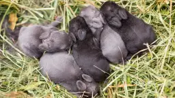 Kilka nowo narodzonych króliczków, szarych i czarnych, śpi w gęstym sianie. To dowód, ile królik jest w ciąży, bo to całe potomstwo.