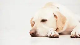 Choroby psychiczne u psów objawy – jak je rozpoznać i pomóc psu