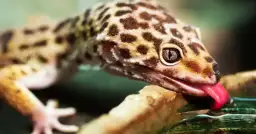 Co jedzą gekony lamparcie? Odkryj najlepsze pokarmy i nawyki żywieniowe