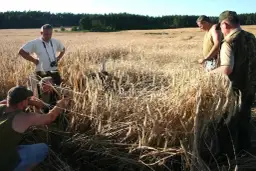 Mężczyźni w polu zbóż oceniają szkody łowieckie. Czy myśliwy może dostać odszkodowanie za zniszczone plony?