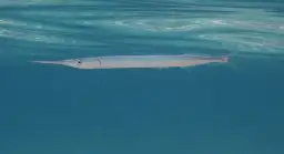 Jakie ryby pływają w Bałtyku? Odkryj zaskakujące gatunki!