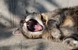 Dlaczego ziewanie jest zaraźliwe? Naukowe wyjaśnienie fenomenu