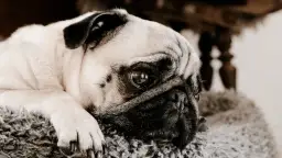 Co z psem jak zdechnie i jakie masz możliwości: legalne sposoby utylizacji