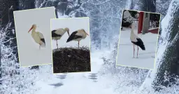 Poznaj fascynujące miejsca gdzie zimują bociany: mapa i szczegółowa analiza