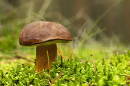 Gdzie na grzyby w okolicach Lublina - najlepsze miejsca