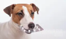 Odrobaczanie szczeniaka: Kiedy, jak, czym? Kompletny poradnik