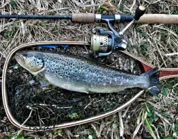 Jaka wędka na pstrąga? Wybierz idealny kij i łów skutecznie!