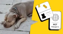 Paszport dla psa: Jak wyrobić? Koszty, wymagania, czas