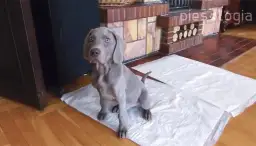 Szczeniak sika co chwilę? Rozwiąż problem! Poradnik eksperta