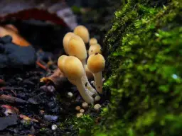 Łysiczka lancetowata: Jak rozpoznać? Prawo i Ryzyko w PL