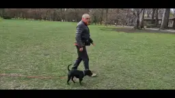 Jak wytresować pitbulla na lojalnego przyjaciela - skuteczne techniki tresury