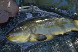 Haczyk na lina: Sekrety wyboru dla pewnych brań