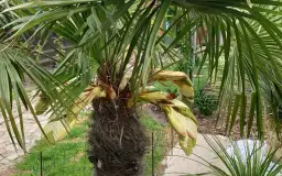 Kwitnąca palma w domu? Jak to osiągnąć i kiedy się spodziewać