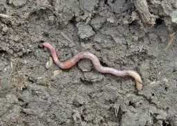 Robak na haczyku: Sekrety żywej przynęty i skutecznego zacięcia
