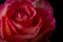 Makrofotografia w domu: krople rosy na płatkach czerwonej róży, podkreślające jej delikatną strukturę.