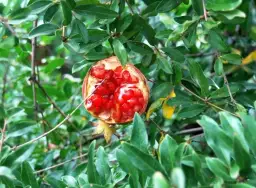 Sos z granatów: 10 zaskakujących zastosowań w kuchni