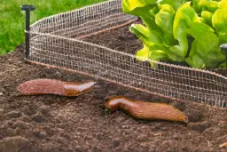 Czym ogrodzić grządki, aby skutecznie chronić rośliny przed szkodnikami