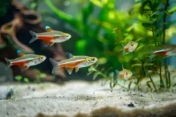 Jakie rybki do akwarium 54l – idealne gatunki do spokojnego zbiornika