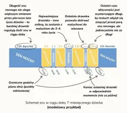 Idealny plan dnia 7 miesięcznego dziecka: kompletny schemat dla rodziców