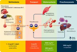 Białko i żelazo w diecie wegetariańskiej: Skuteczne strategie i produkty