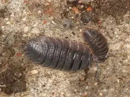 Skorupiaki w uprawach i hodowlach: jakie szkody mogą wyrządzać?