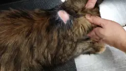 Zapalenie skóry u kota - Przyczyny, objawy, leczenie