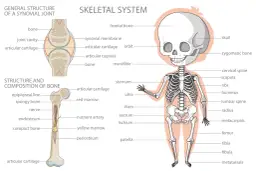 Ilustracja przedstawia szkielet człowieka z nazwami części ciała po angielsku, np. skull, femur, tibia.