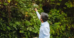  Ostróżka wieloletnia - Kup wysokiej jakości sadzonki online