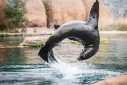 Zoo Wrocław oceanarium: odkryj niezwykłe atrakcje Afrykarium