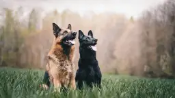 Ile lat żyje owczarek niemiecki? Poznaj czynniki wpływające na długość życia