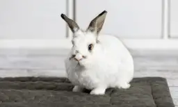 Czy królik to drób? Odkryj, co naprawdę oznacza ta klasyfikacja